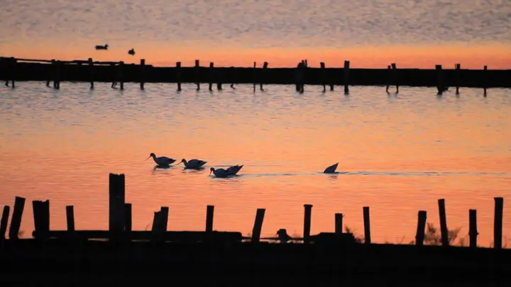 Flying Away. Documentary produced and directed by Simeon Tsonchev
