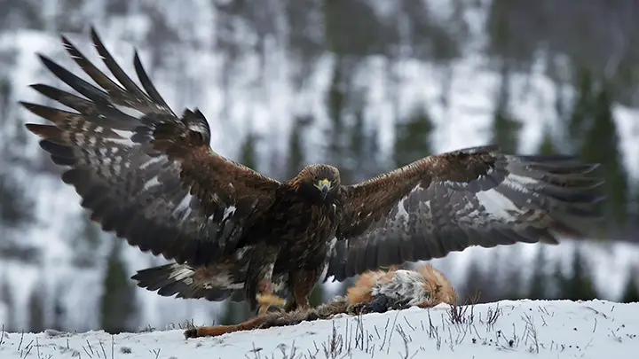 Help us #SavePirin. Short film produced and directed by Simeon Tsonchev